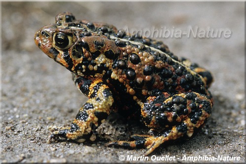 Anaxyrus americanus americanus - Crapaud d'Amérique de l'Est