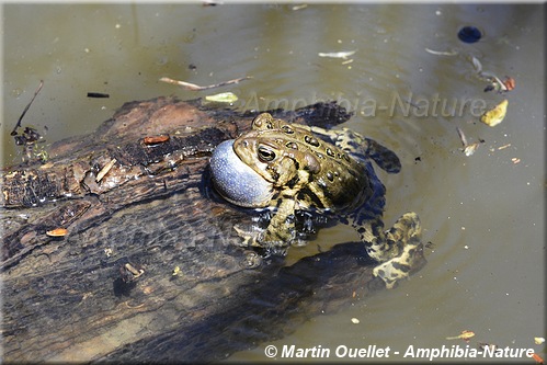 Anaxyrus americanus americanus - Crapaud d'Amérique de l'Est