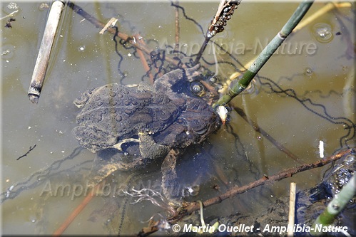 Anaxyrus americanus americanus - Crapaud d'Amérique de l'Est