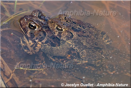 Anaxyrus americanus americanus - Crapaud d'Amérique de l'Est