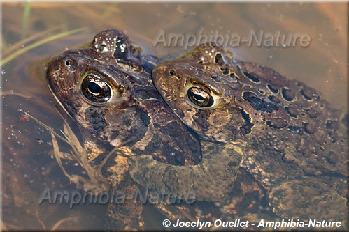 Anaxyrus americanus americanus - Crapaud d'Amérique de l'Est