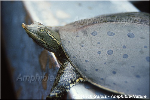 Apalone spinifera spinifera - Tortue molle à épines de l'Est