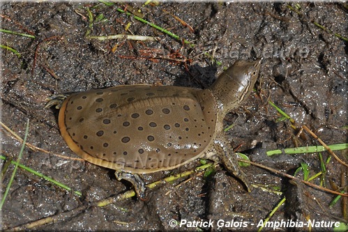 Apalone spinifera spinifera - Tortue molle à épines de l'Est