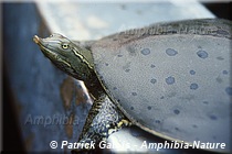 Apalone spinifera spinifera - Tortue molle à épines de l'Est