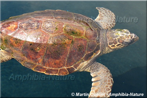 Caretta caretta - Tortue caouanne