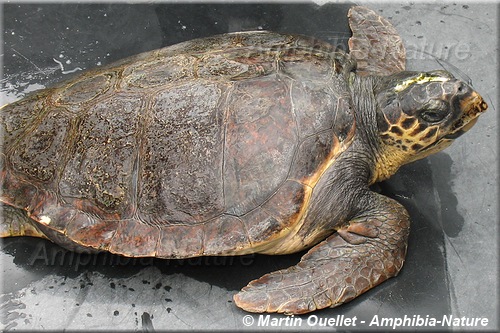 Caretta caretta - Tortue caouanne