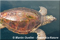 Caretta caretta - Tortue caouanne