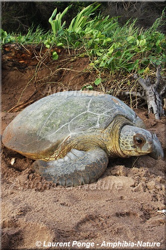 Chelonia mydas - Tortue verte