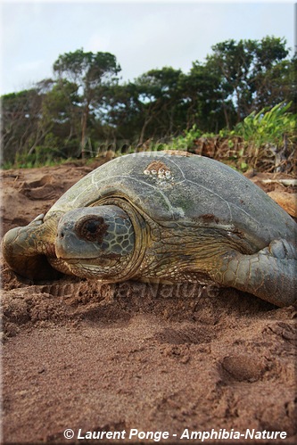 Chelonia mydas - Tortue verte