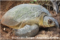 tortue verte