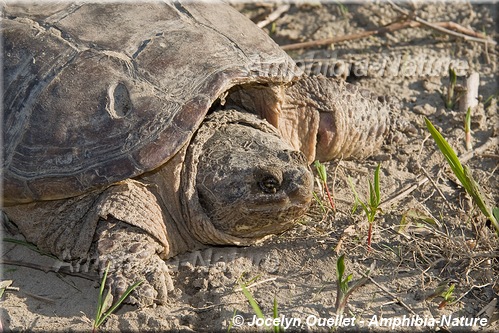 Chelydra serpentina - Tortue serpentine