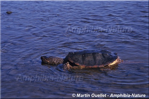 Chelydra serpentina - Tortue serpentine