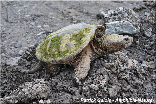 Chelydra serpentina - Tortue serpentine