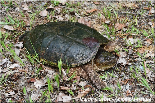 Chelydra serpentina - Tortue serpentine