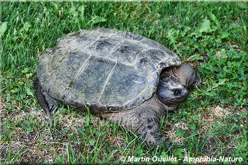 Chelydra serpentina - Tortue serpentine