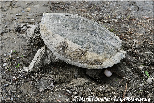 Chelydra serpentina - Tortue serpentine