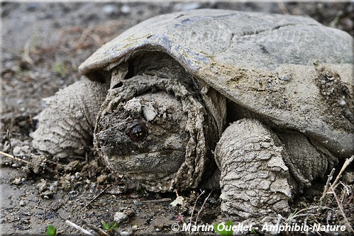 Chelydra serpentina - Tortue serpentine