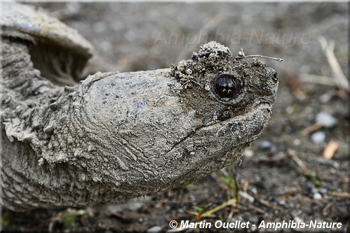 Chelydra serpentina - Tortue serpentine