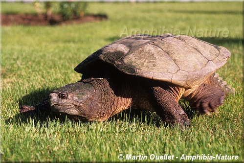 Chelydra serpentina - Tortue serpentine