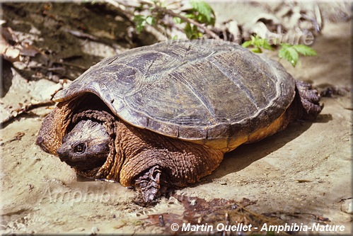 Chelydra serpentina - Tortue serpentine