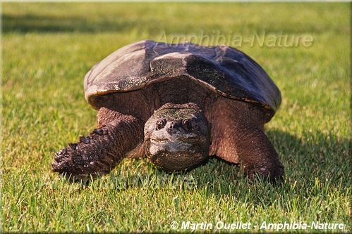 Chelydra serpentina - Tortue serpentine