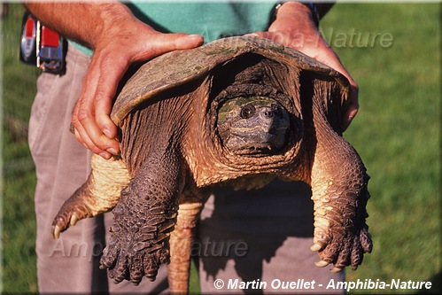 Chelydra serpentina - Tortue serpentine