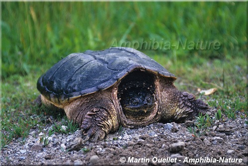 Chelydra serpentina - Tortue serpentine