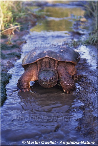 Chelydra serpentina - Tortue serpentine