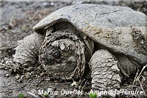 Chelydra serpentina - Tortue serpentine