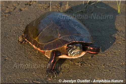 Chrysemys picta marginata - Tortue peinte du Centre