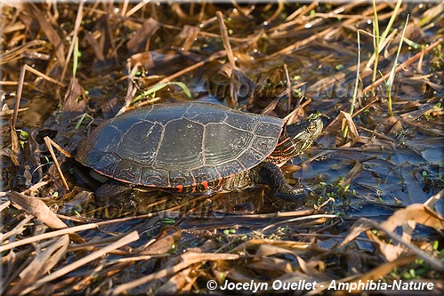 Chrysemys picta marginata - Tortue peinte du Centre