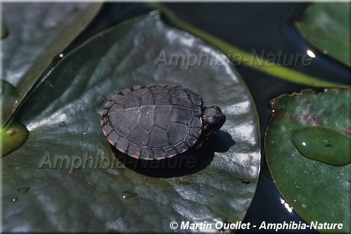 Chrysemys picta marginata - Tortue peinte du Centre