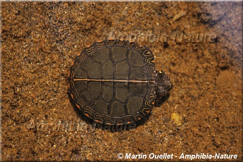 Chrysemys picta marginata - Tortue peinte du Centre