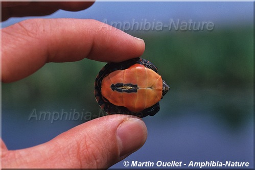 Chrysemys picta marginata - Tortue peinte du Centre