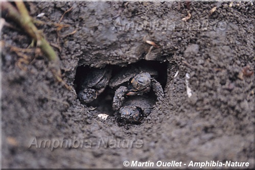 Chrysemys picta marginata - Tortue peinte du Centre