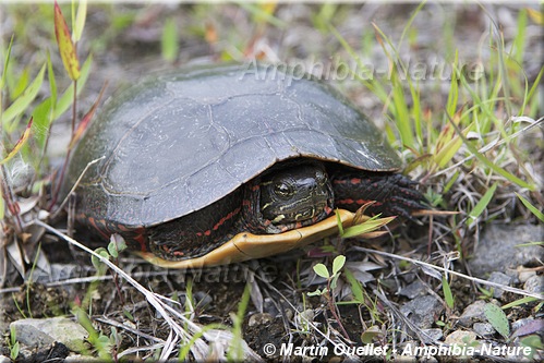 Chrysemys picta marginata - Tortue peinte du Centre