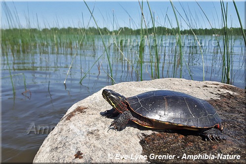 Chrysemys picta marginata - Tortue peinte du Centre