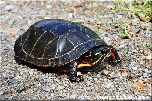 Chrysemys picta marginata - Tortue peinte du Centre