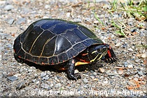 Chrysemys picta marginata - Tortue peinte du Centre