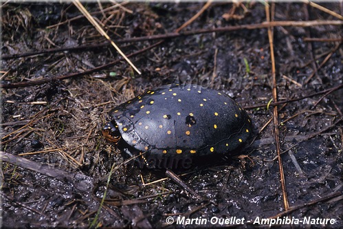 Clemmys guttata - Tortue ponctuée