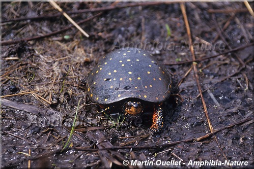 Clemmys guttata - Tortue ponctuée