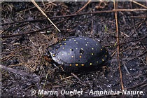 Clemmys guttata - Tortue ponctuée