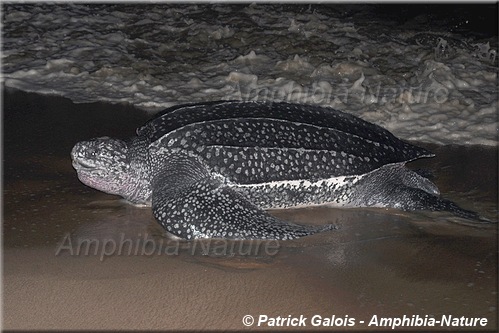 Dermochelys coriacea - Tortue luth