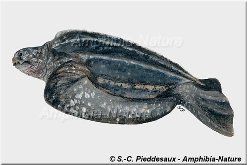 Dermochelys coriacea - Tortue luth