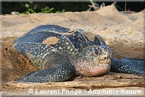 tortue luth pondant sur la plage