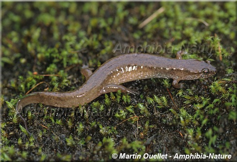 Desmognathus fuscus - Salamandre sombre du Nord