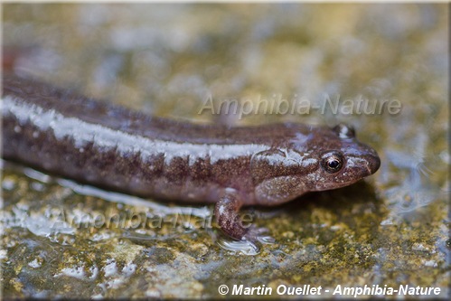 Desmognathus fuscus - Salamandre sombre du Nord