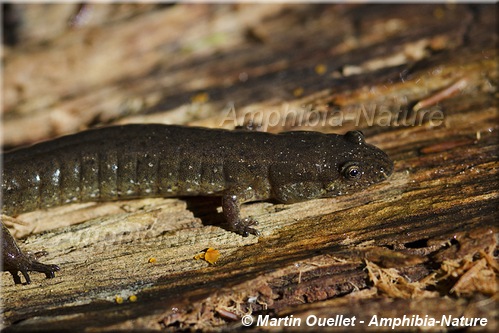 Desmognathus fuscus - Salamandre sombre du Nord