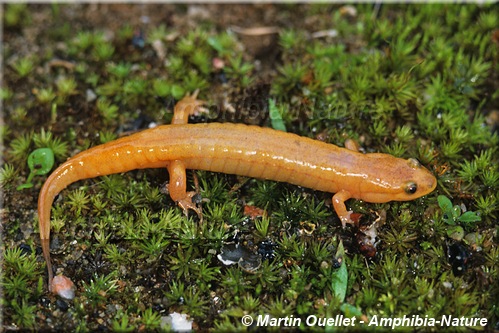 Desmognathus fuscus - Salamandre sombre du Nord