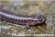 Desmognathus fuscus - Salamandre sombre du Nord